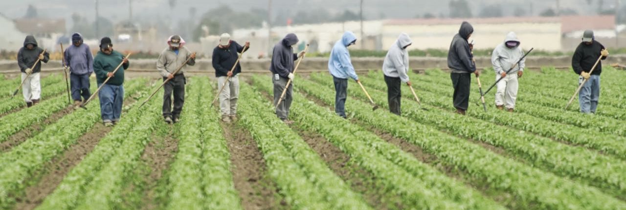 A group of farm workers hoe a large field along California's central coast.